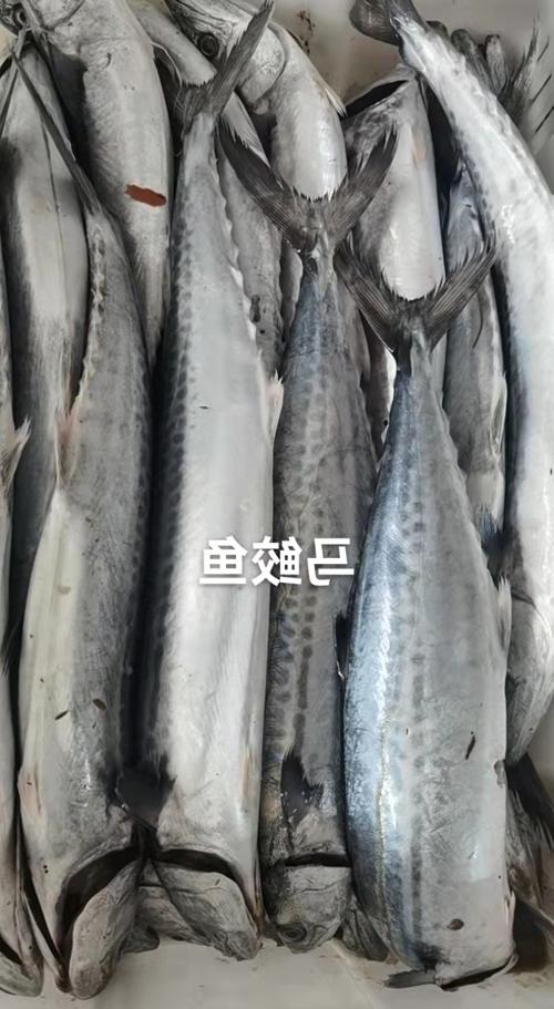 山东马鲛鱼海产品批发